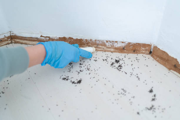 Best Pest Prevention Services  in USA